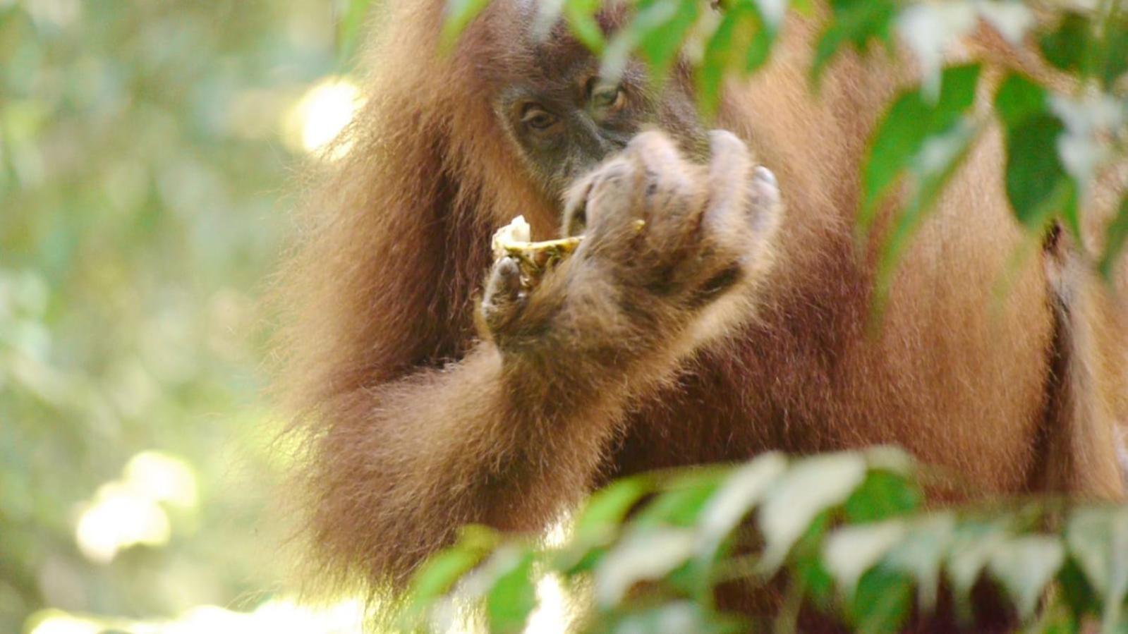 Batu Kapal Guest House & Jungle Trekking Bukit Lawang Exterior foto