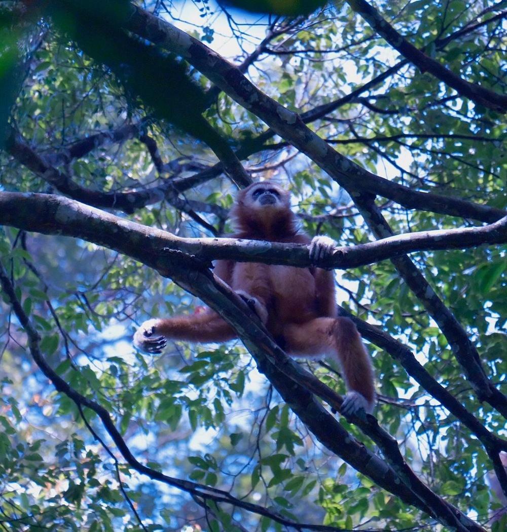 Batu Kapal Guest House & Jungle Trekking Bukit Lawang Exterior foto