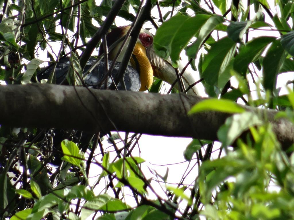 Batu Kapal Guest House & Jungle Trekking Bukit Lawang Exterior foto